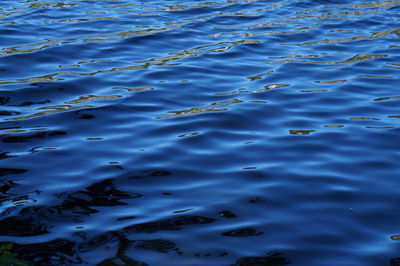 Full frame shot of swimming in water