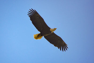 Low angle view of eagle flying against clear blue sky