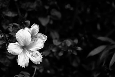 Close-up of white flowering plant