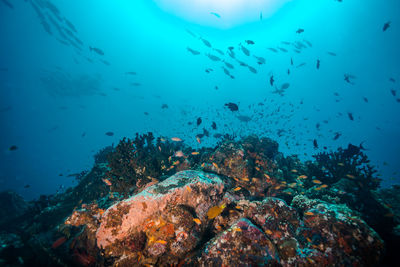 School of fish swimming in sea