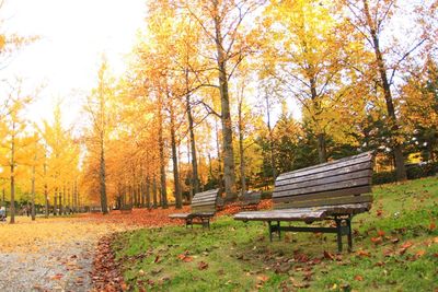 Bench and trees in park during autumn