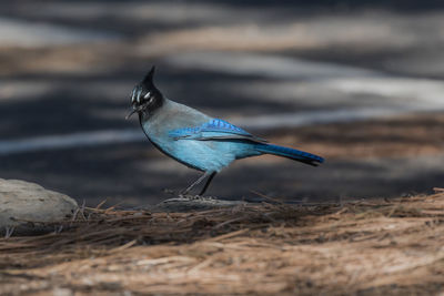 Close-up of bird perching outdoors