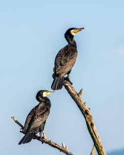 Low angle view of birds perching on branch against sky