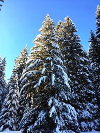Low angle view of trees against clear sky during winter