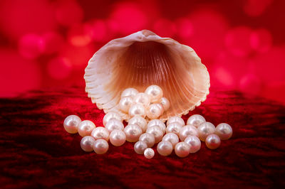 Close-up of shells on the ground