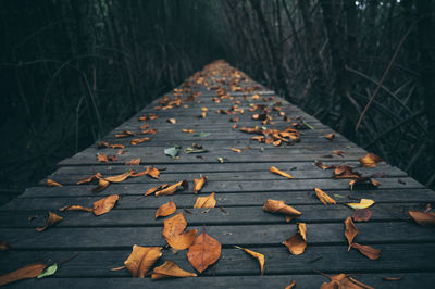 Autumn leaves on footpath