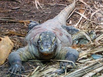 Close-up of lizard