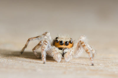 Extreme close-up of jumping spider