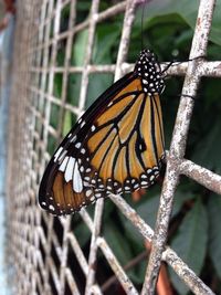 Close-up of butterfly on plant