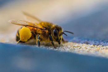 Close-up of honey bee