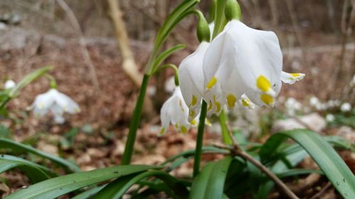 Close-up of white flowers blooming outdoors