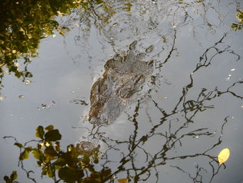 Close-up of plant by lake