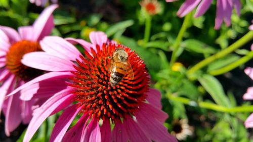 Close-up of honey bee on coneflower