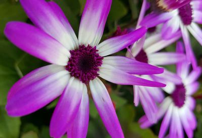 Close-up of pink flower