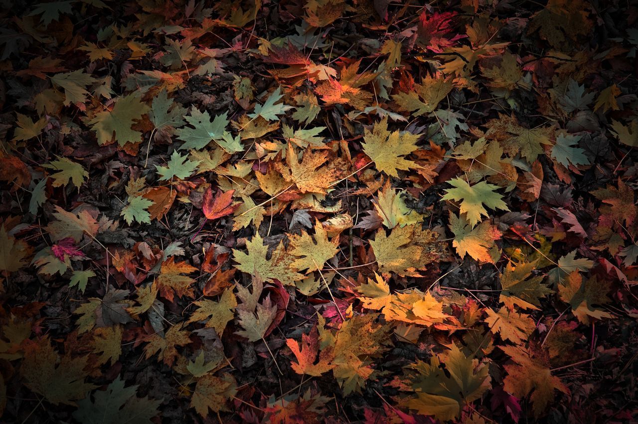 HIGH ANGLE VIEW OF MAPLE LEAVES ON PLANT