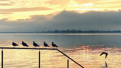 Birds perching on lake against sky during sunset