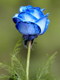 Close-up of purple blue flower