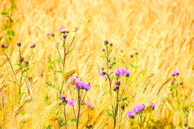 Close-up of fresh purple flowers in field