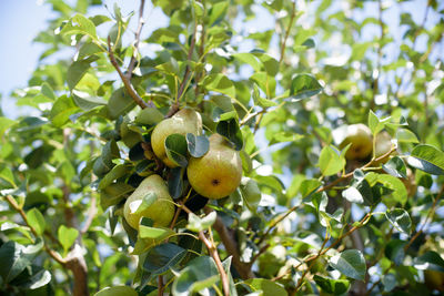 Low angle view of fruits on tree