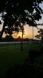 Trees on field at sunset
