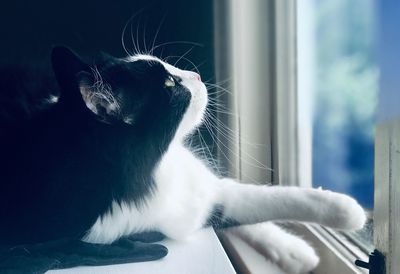 Close-up of cat looking away