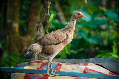 Close-up of bird perching on wood