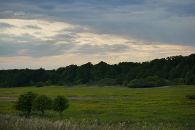 Scenic view of agricultural field against sky during sunset