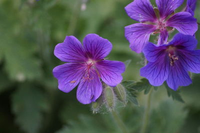 Close-up of pink flowers