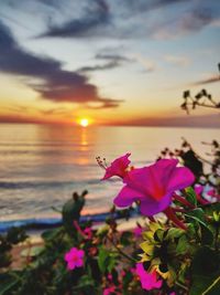 Close-up of pink flowering plants during sunset