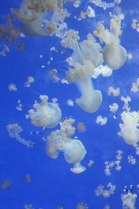 Jellyfish in sea