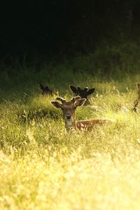 Deer on a field