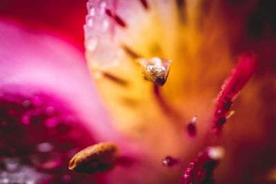 Close-up of pink flower