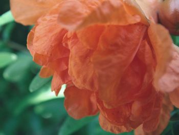 Close-up of orange rose