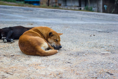 Dog lying on footpath