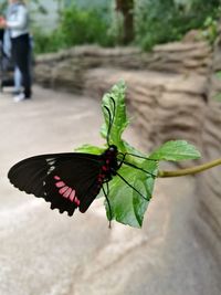 Close-up of butterfly on plant