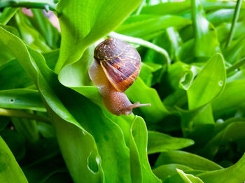 Close-up of snail on plant