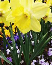 Close-up of yellow flower