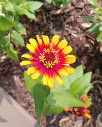High angle view of yellow flowering plant