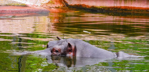 Hippopotamus swimming in lake at zoo