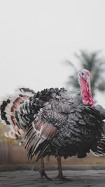 Close-up of bird perching