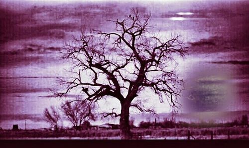 Bare trees against cloudy sky