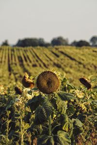 field