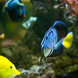 Close-up of fish swimming in sea