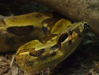 Close-up of snake