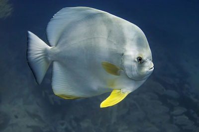 Close-up of fish swimming in sea