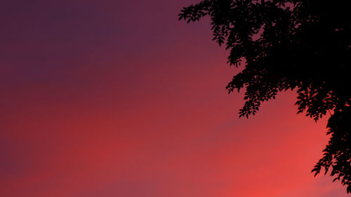 Low angle view of silhouette tree against orange sky