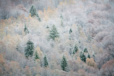 Full frame shot of pine trees in forest during winter