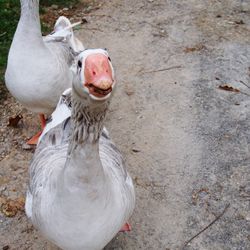 Close-up of duck