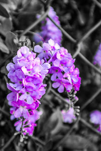 Close-up of purple flowering plant