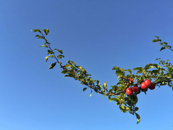 Low angle view of fruits on tree against clear sky